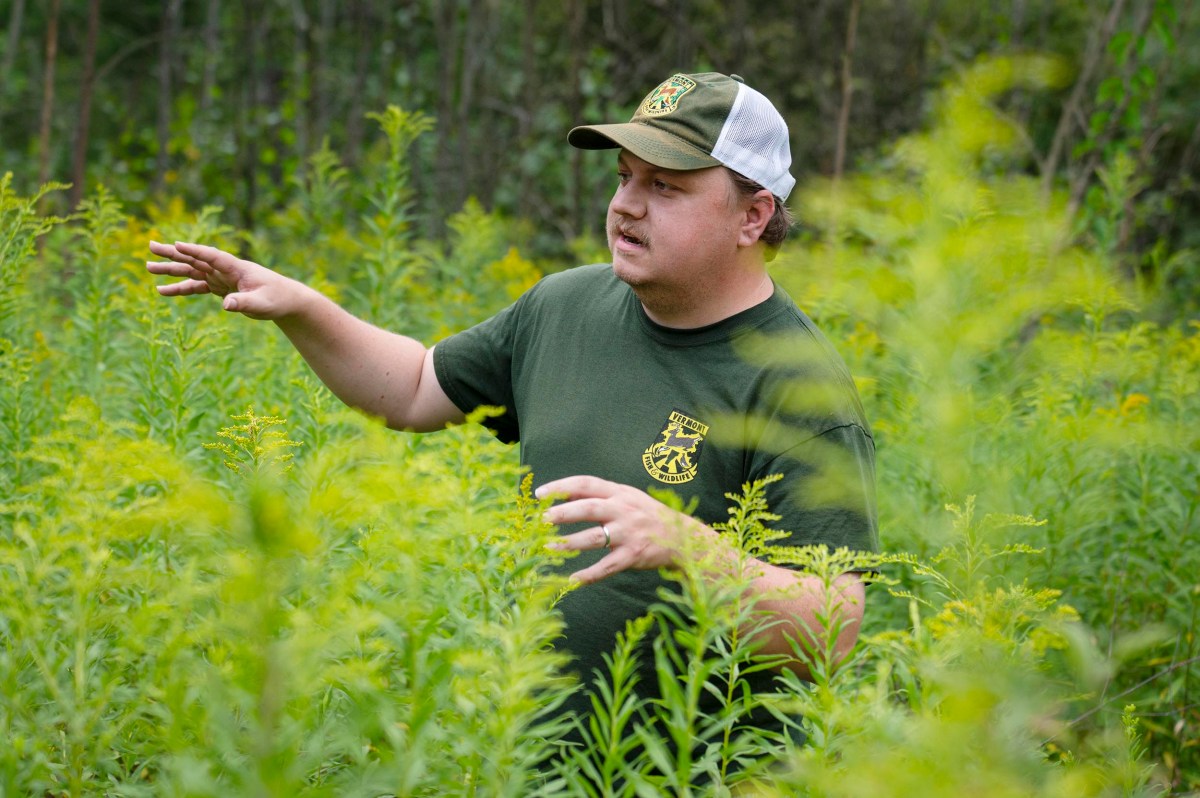 A man in a green shirt and cap gestures while standing in a dense field of tall yellow-green plants with trees in the background.