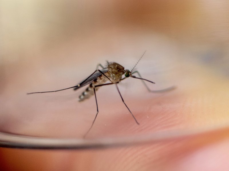 Close-up image of a mosquito standing on a person's skin, with its long legs and proboscis visible. The background is blurred.