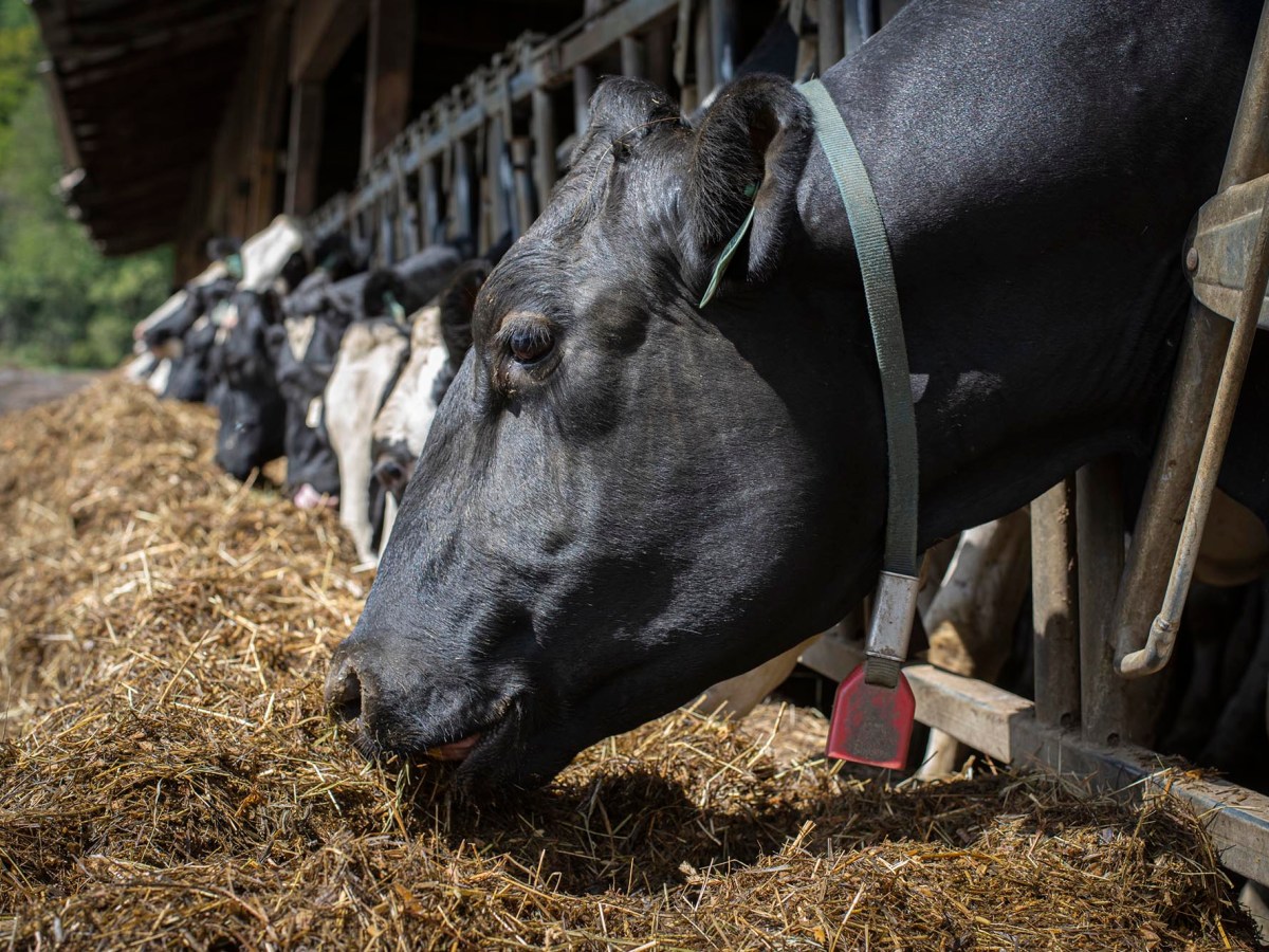 As drought persists, livestock farmers in Vermont are hurting