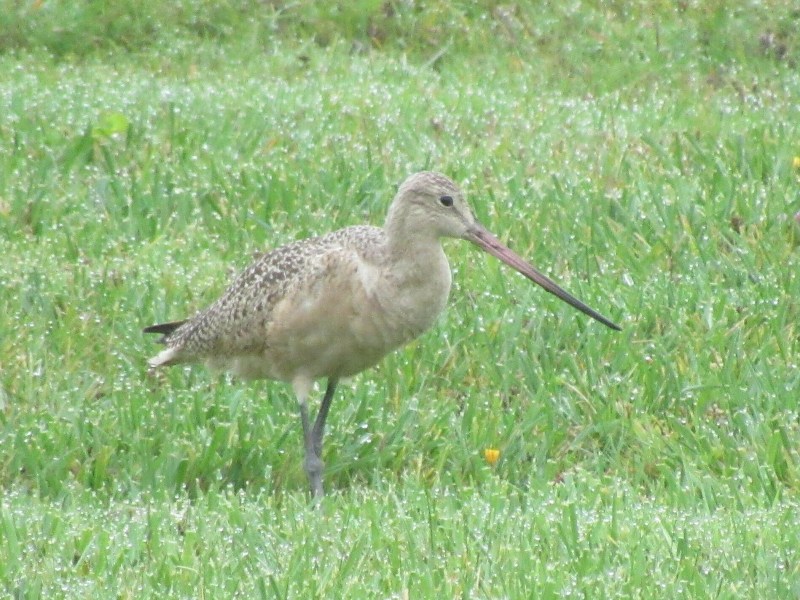 A bird with a long beak standing in the grass.